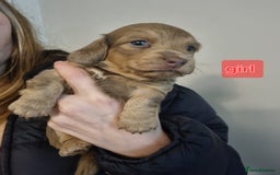 Miniature Dachshund dogs for sale:   Long haired  dachshunds puppies  top quality  - Image 22