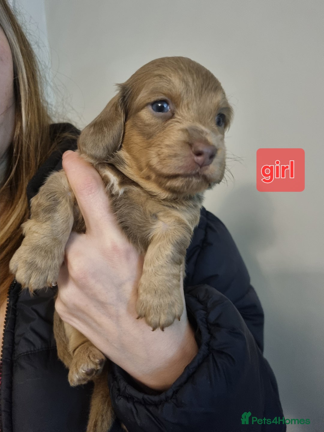 Miniature Dachshund dogs for sale:   Long haired  dachshunds puppies  top quality  - Image 22