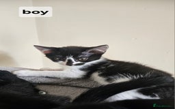 British Shorthair cats for sale: Kittens for sale  - Image 3