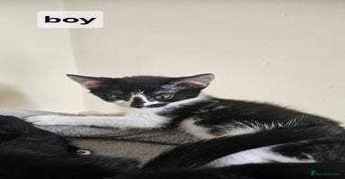 British Shorthair cats - Advert 4