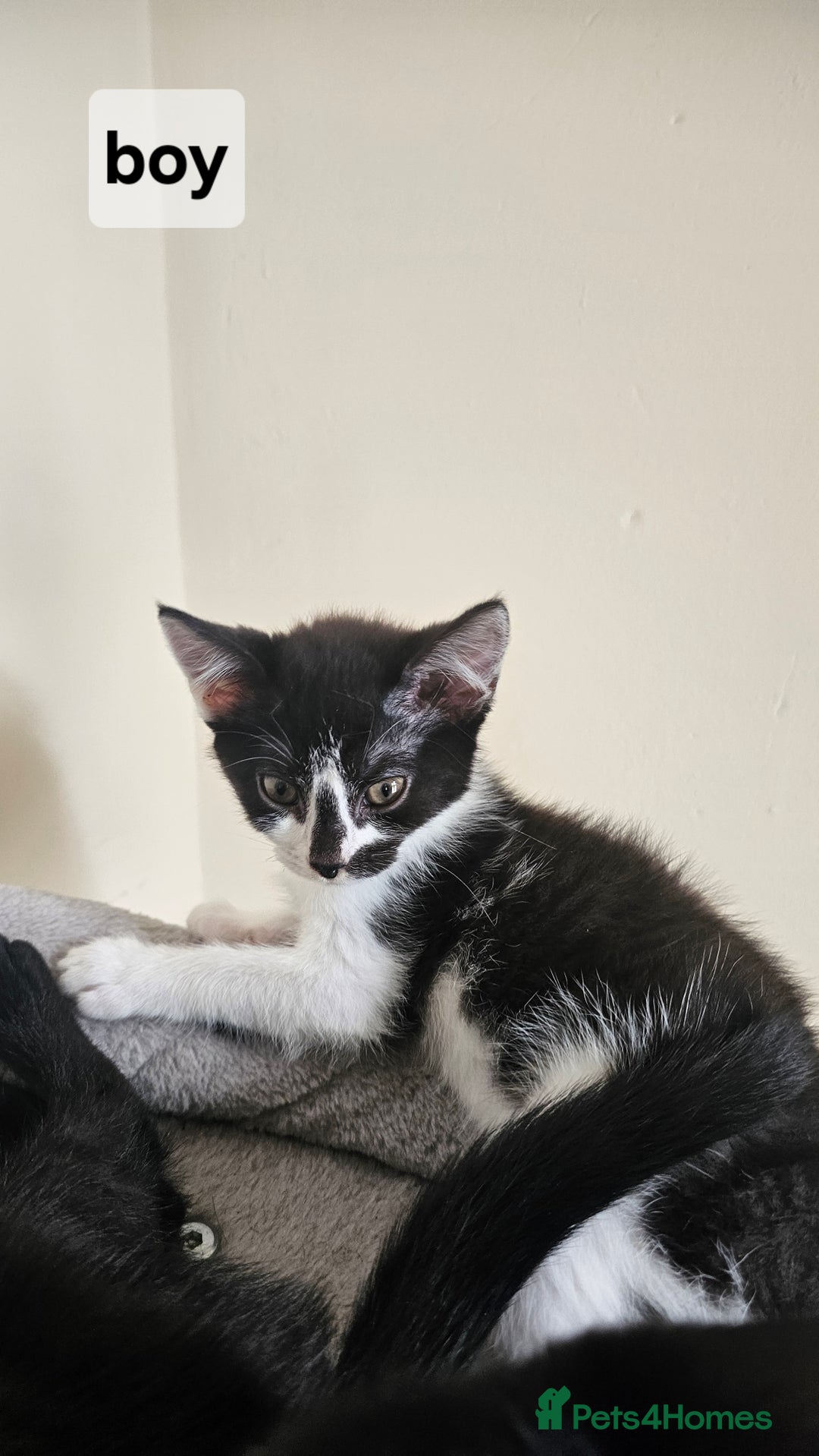 British Shorthair cats for sale: Kittens for sale  - Image 3