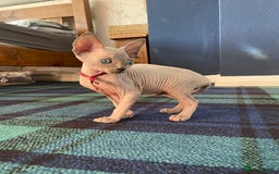 Sphynx cats for sale: Pedigree Sphynx kittens Tica Registered - Image 3