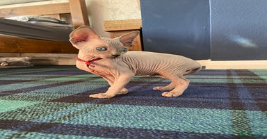 Sphynx cats - Advert 2