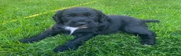 Cocker Spaniel dogs for sale: 1 boy remaining - Advert 7