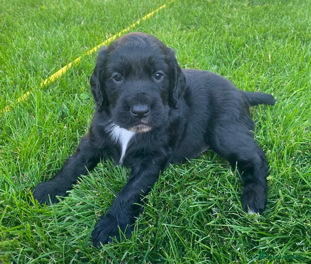 Cocker Spaniel dogs for sale: 1 boy remaining - Advert 7