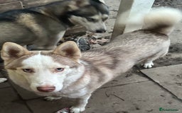 Siberian Husky dogs for sale: Siberian huskies  for sale  - Image 8