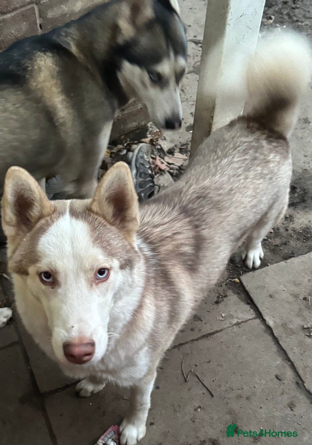 Siberian Husky dogs for sale: Siberian huskies  for sale  - Image 8