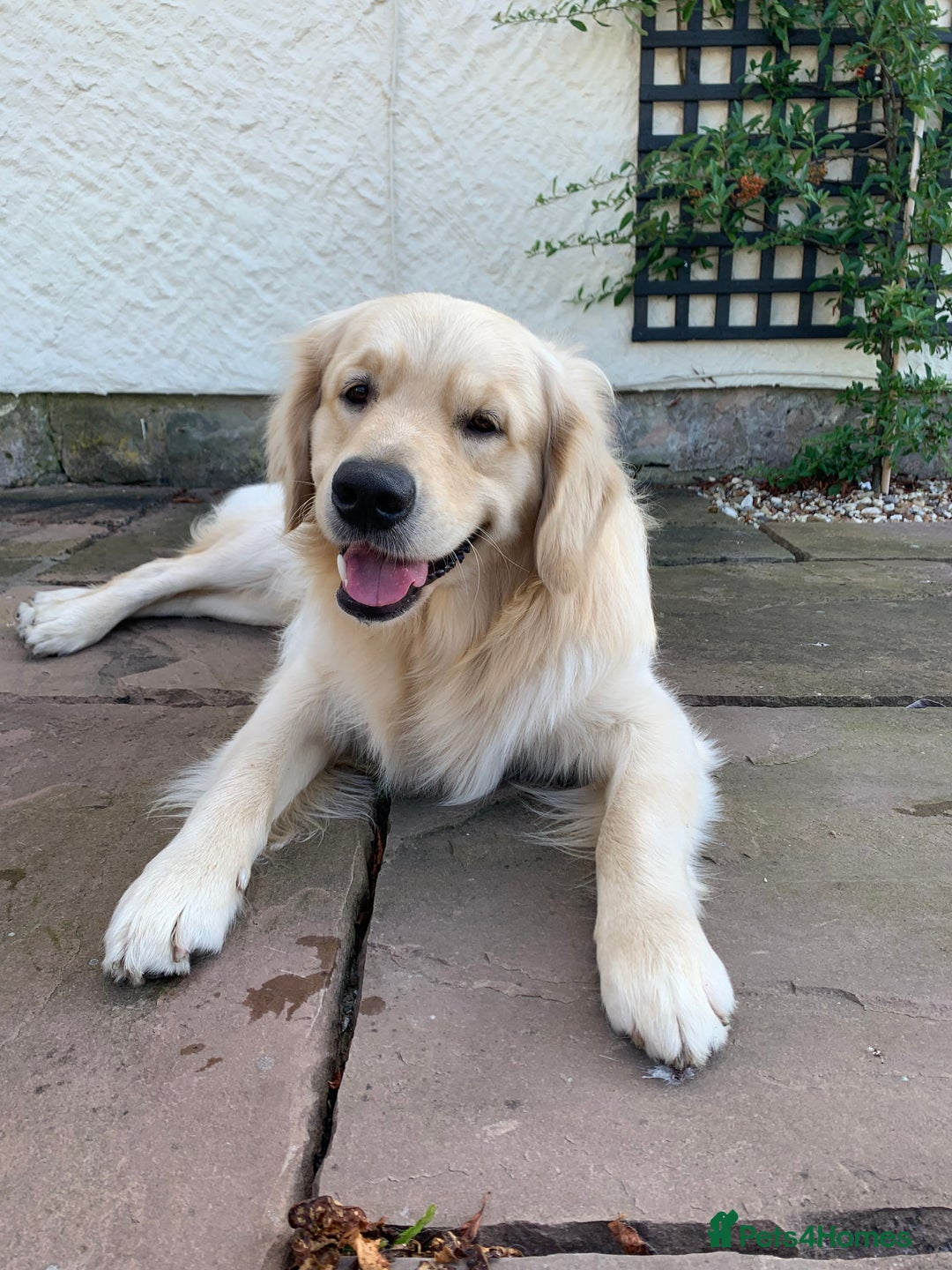 Golden Retriever dogs for stud: 5th Generation KC Registered TOO GOOD TO MISS STUD - Image 5