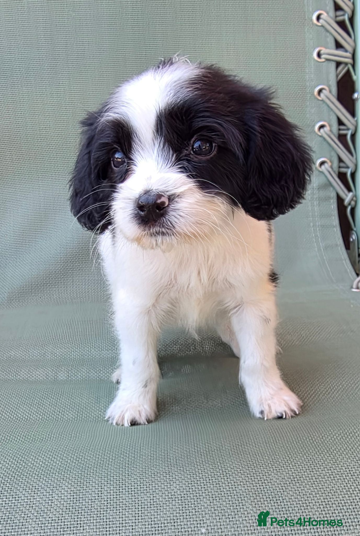 Cavapoo dogs Beautiful f1b cavapoo puppies  - Advert 3