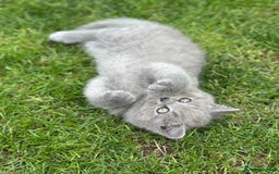 Brazilian Shorthair cats for sale: I'll put in good hands - Image 10