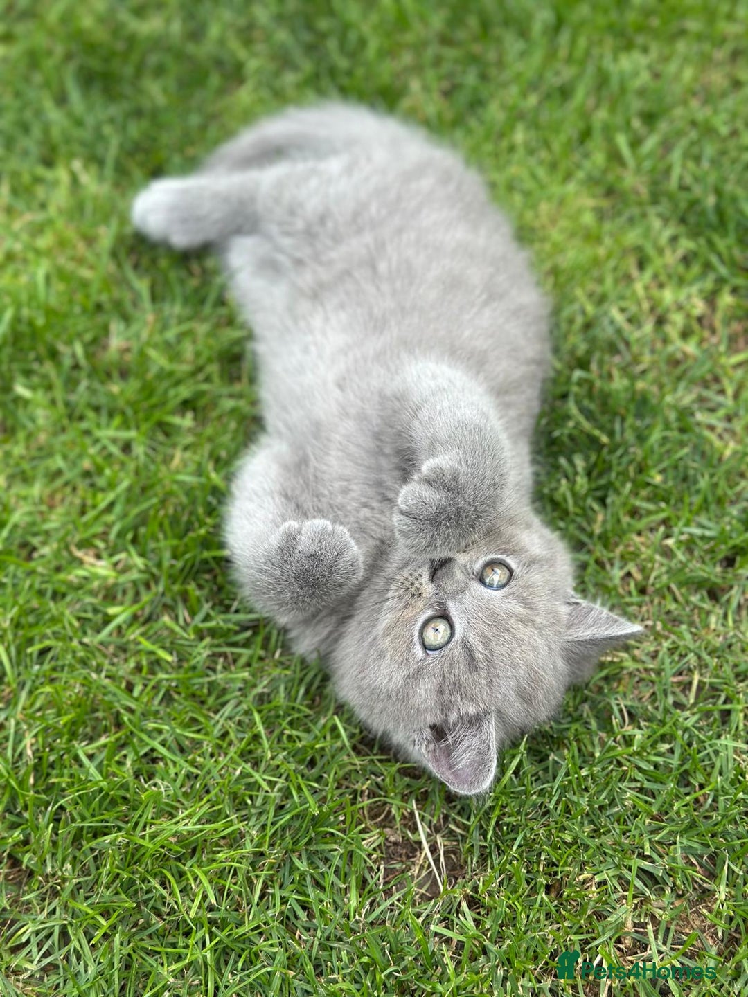 Brazilian Shorthair cats for sale: I'll put in good hands - Image 10