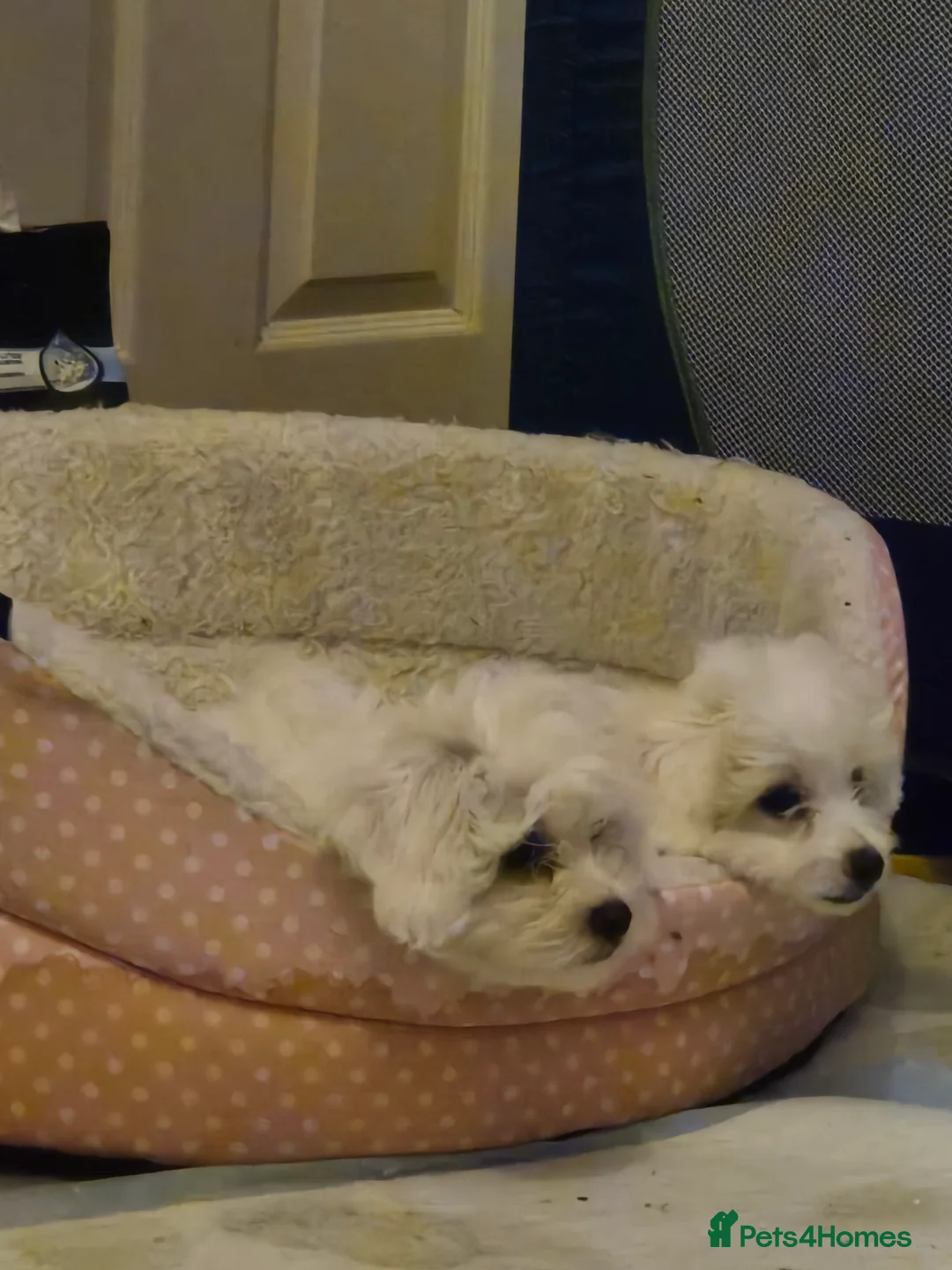 Maltipoo dogs for sale: Multipoos - Advert 2