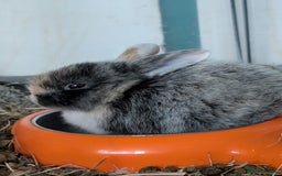 English Lop rabbits for sale: Beautiful baby bunnies  - Image 12