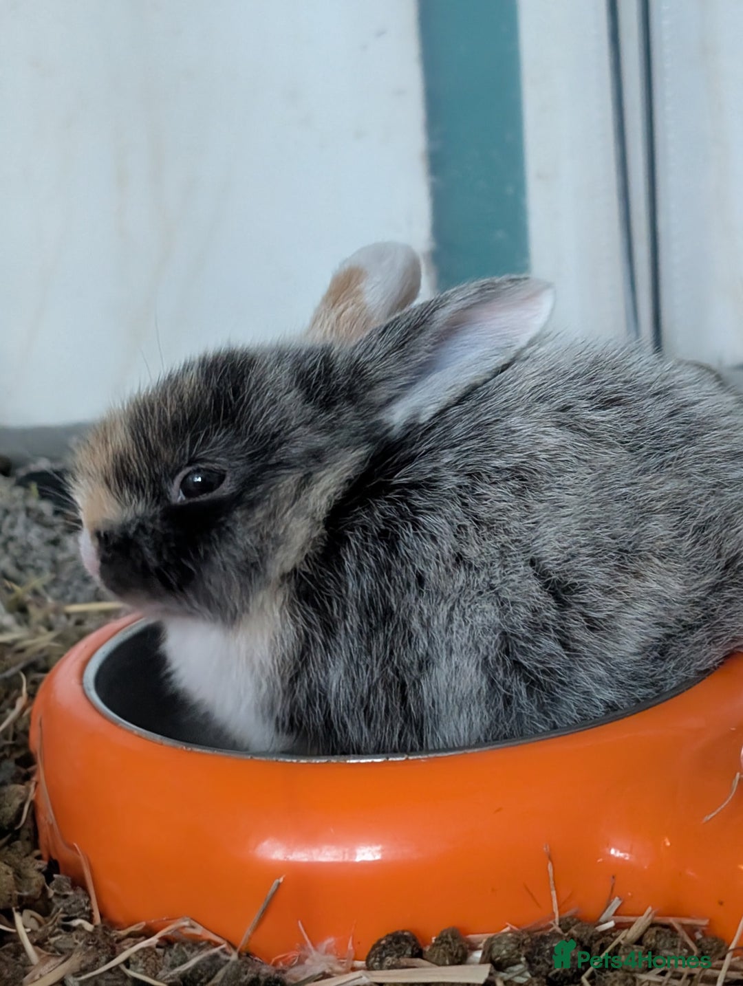 English Lop rabbits for sale: Beautiful baby bunnies  - Image 12