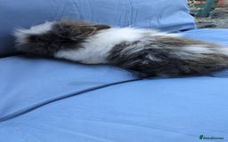 Lionhead rabbits for sale: Double main  lionhead bunnies  - Image 5