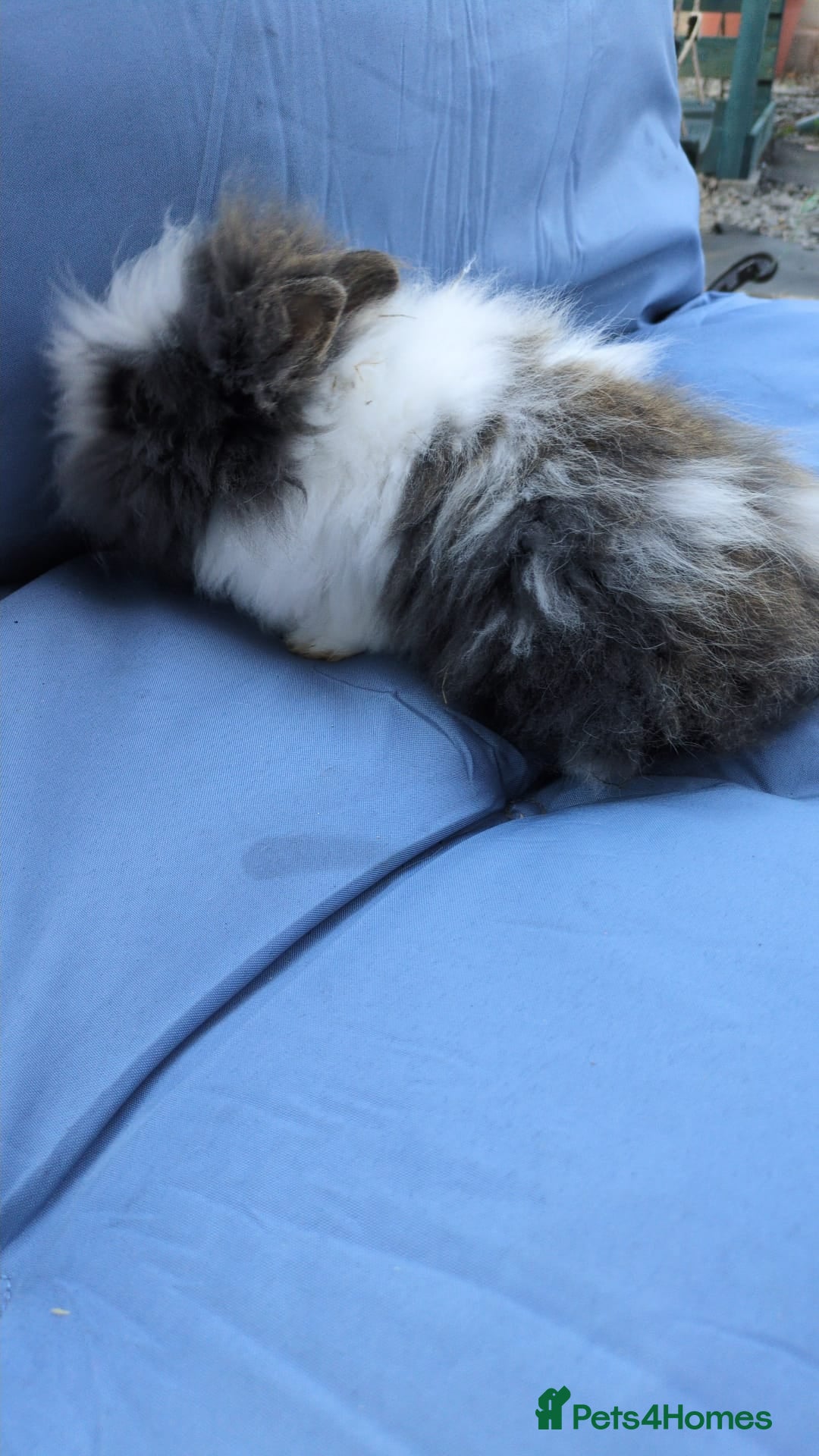 Lionhead rabbits for sale: Double main  lionhead bunnies  - Image 5