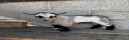 Mixed Breed livestock for sale: 2 x Pygmy Wether Kids Ready to Go  in Huddersfield - Advert 3