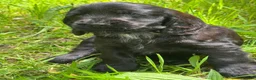 Cocker Spaniel dogs for sale: BEAURIUFL KC REG HEALTH TESTER COCKER SPANIELS  - Advert 24