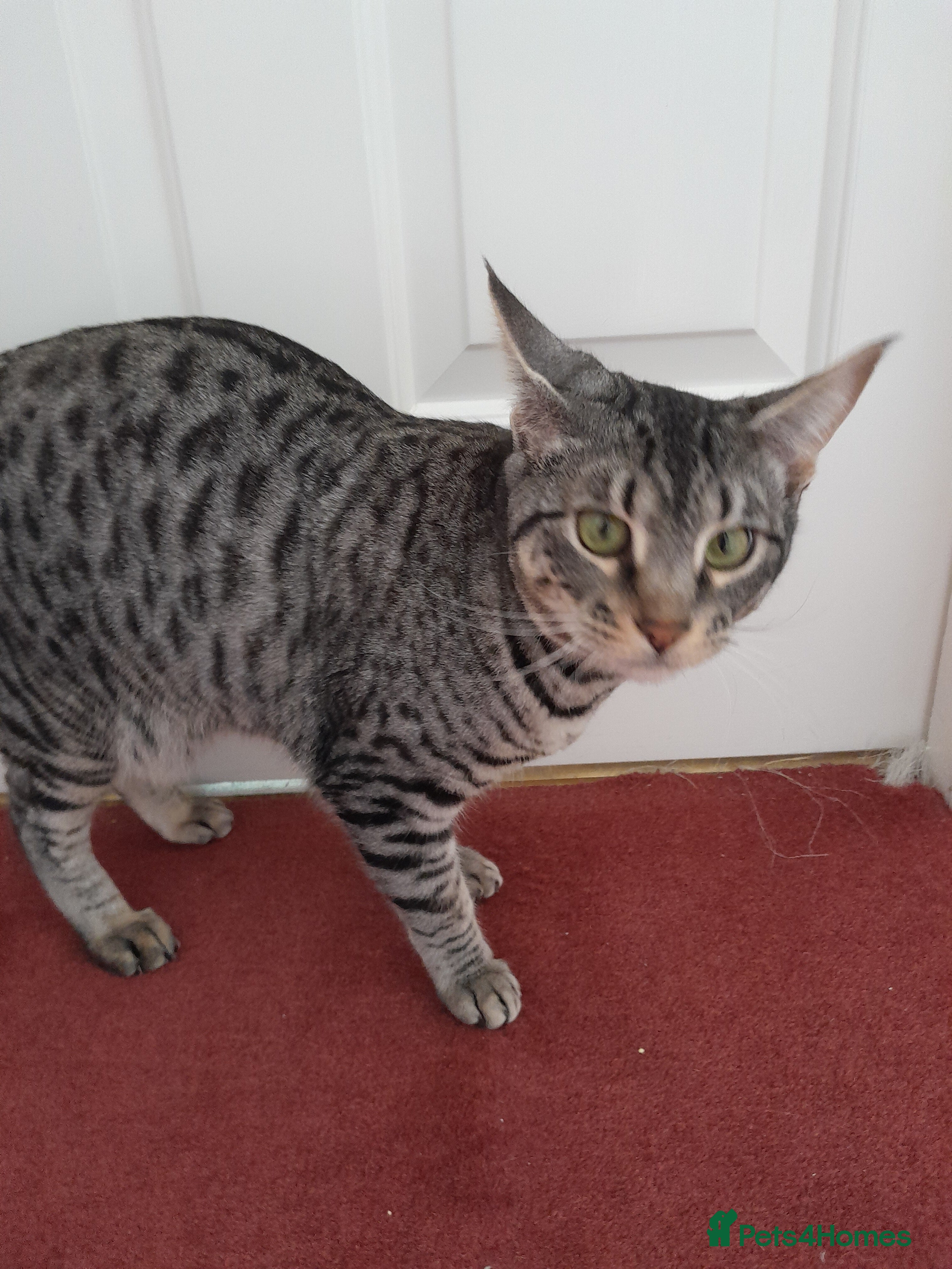 Savannah cats Pedigree F5 TICA Reg Savannah Girl Kitten - Advert 2