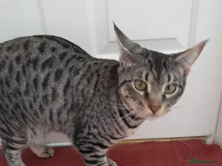 Savannah cats Pedigree F5 TICA Reg Savannah Girl Kitten - Advert 2