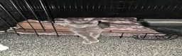 Mixed Breed cats for sale: 1 boy kitten  - Advert 3