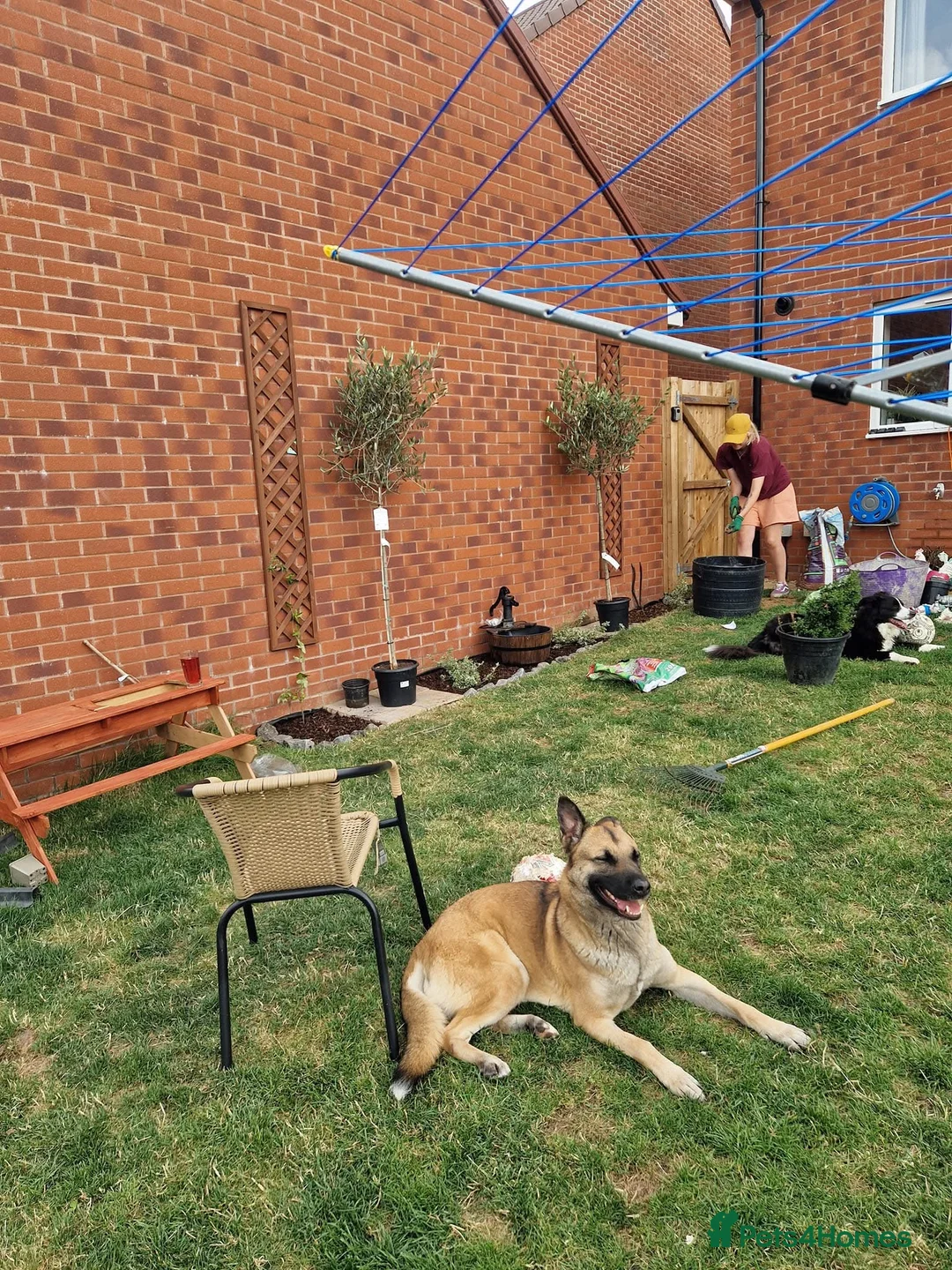 German Shepherd dogs for sale: Female German shepherd  - Advert 2