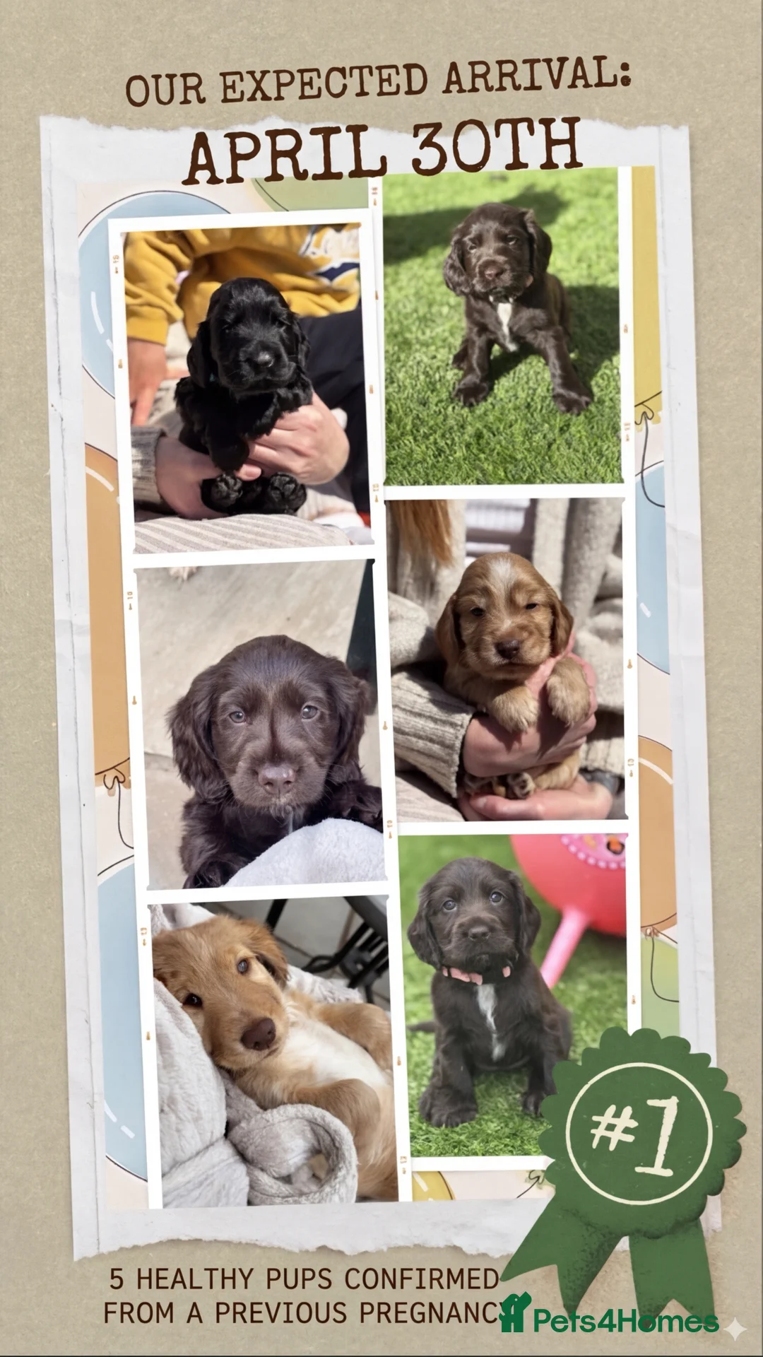 Cocker Spaniel dogs for sale: Our Next Adventure Begins April 30th! 📣 - Advert 2