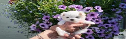 Maltese dogs for sale: Exceptional KC reg small Maltese  - Advert 3