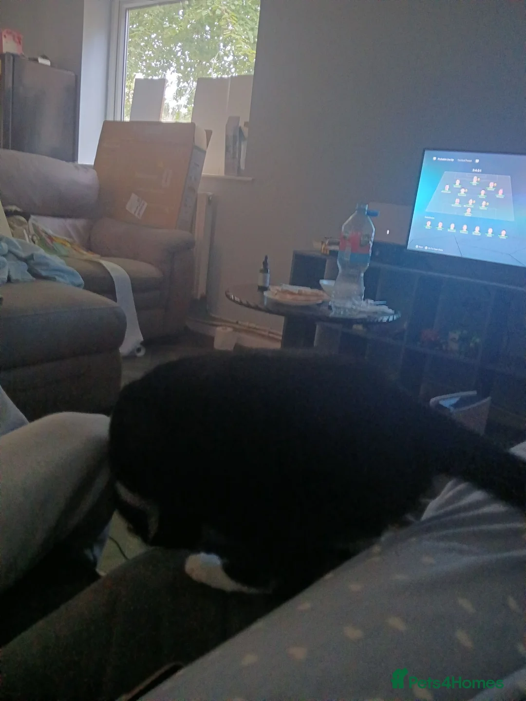 British Shorthair cats for sale: female cat for sale  in Scunthorpe - Advert 2