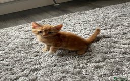 Mixed Breed cats for sale: 5 Kittens for sale  - Image 24