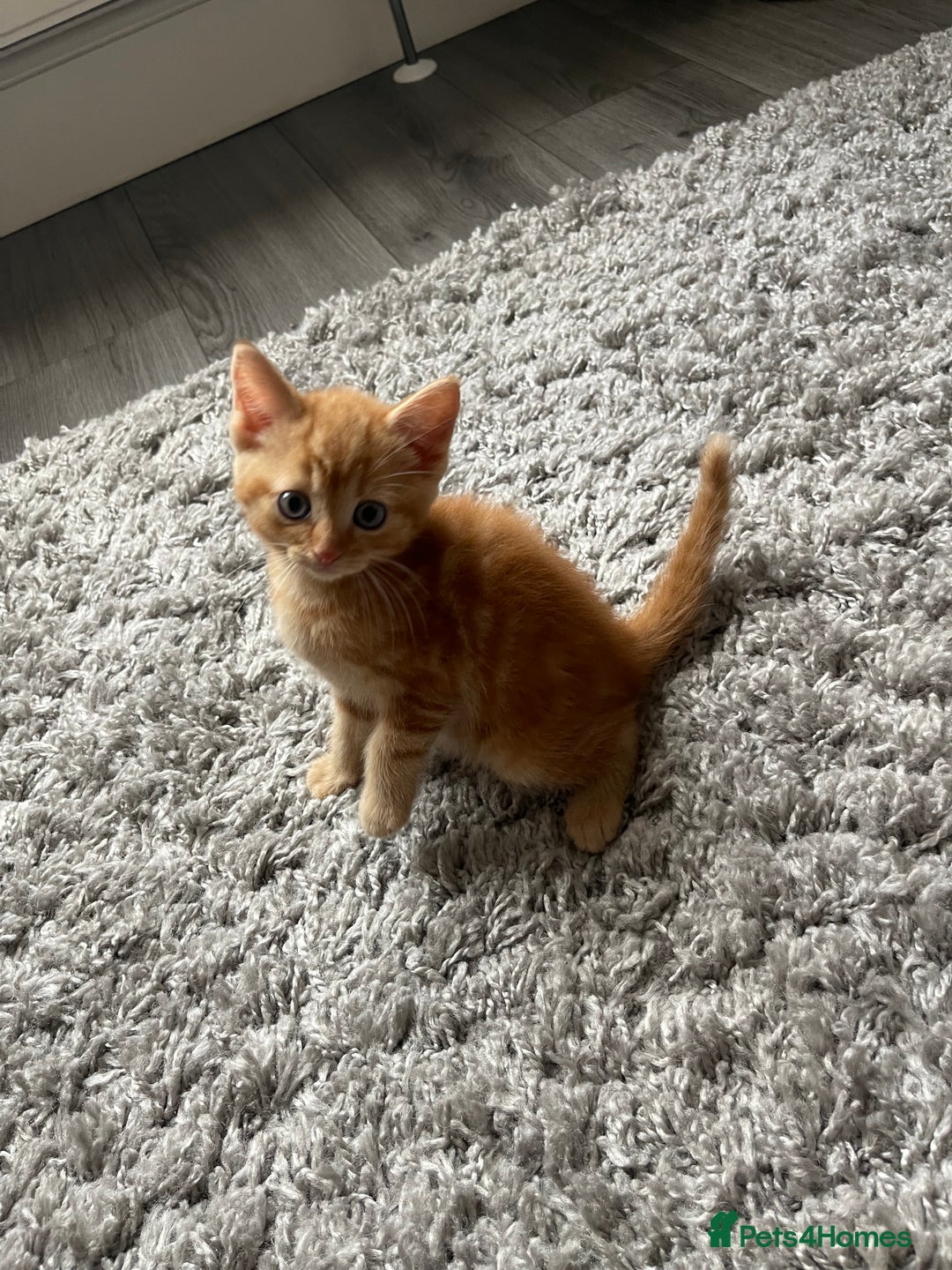 Mixed Breed cats for sale: 5 Kittens for sale  - Image 24