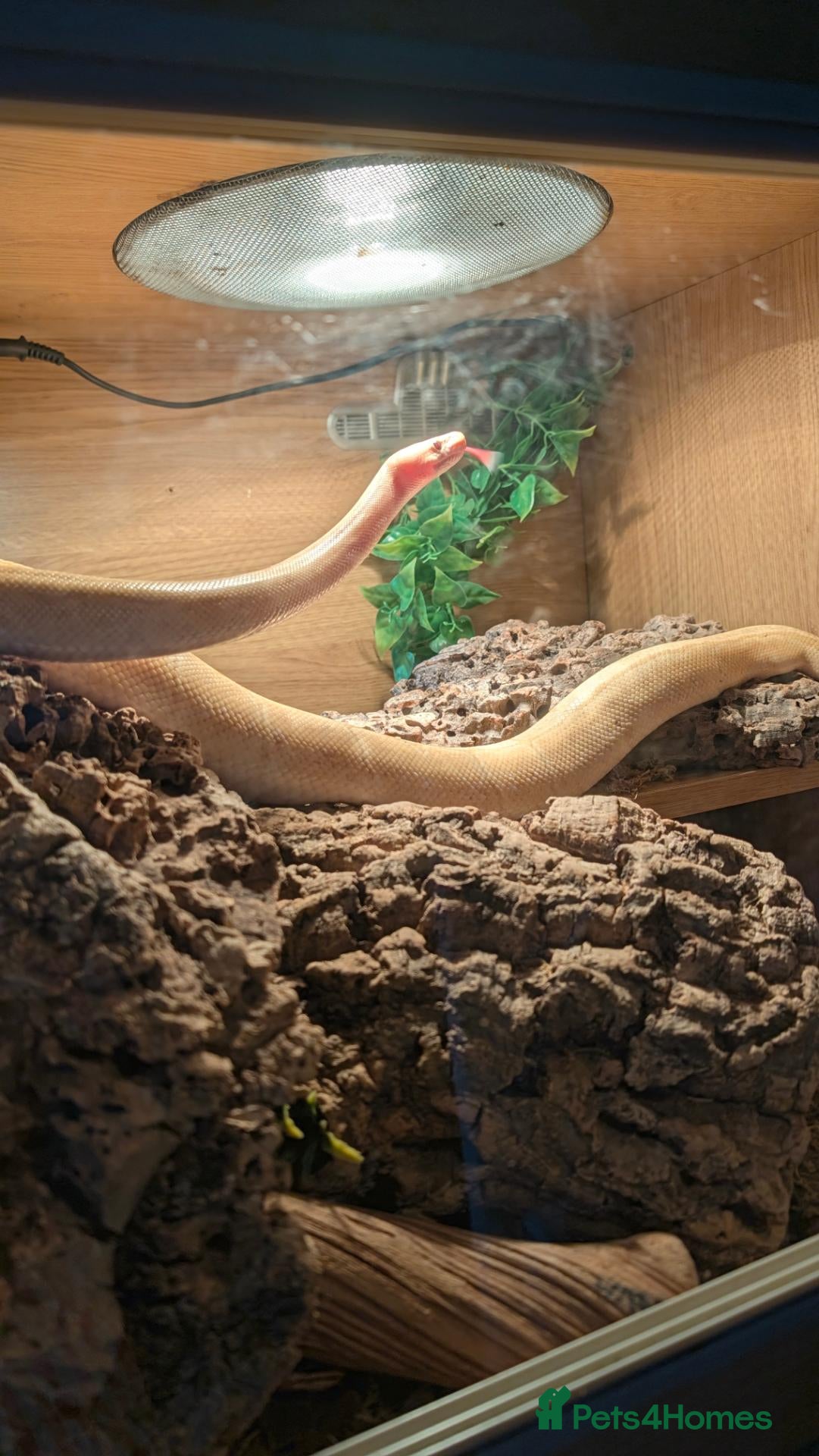 Python Snake reptiles Yellow Royal (Ball) Python with set up - Advert 3