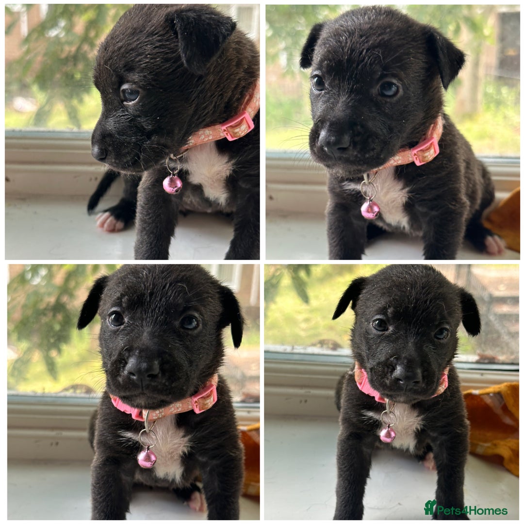 Mixed Breed dogs for sale: Staffy x Belgian Malinos  - Image 18