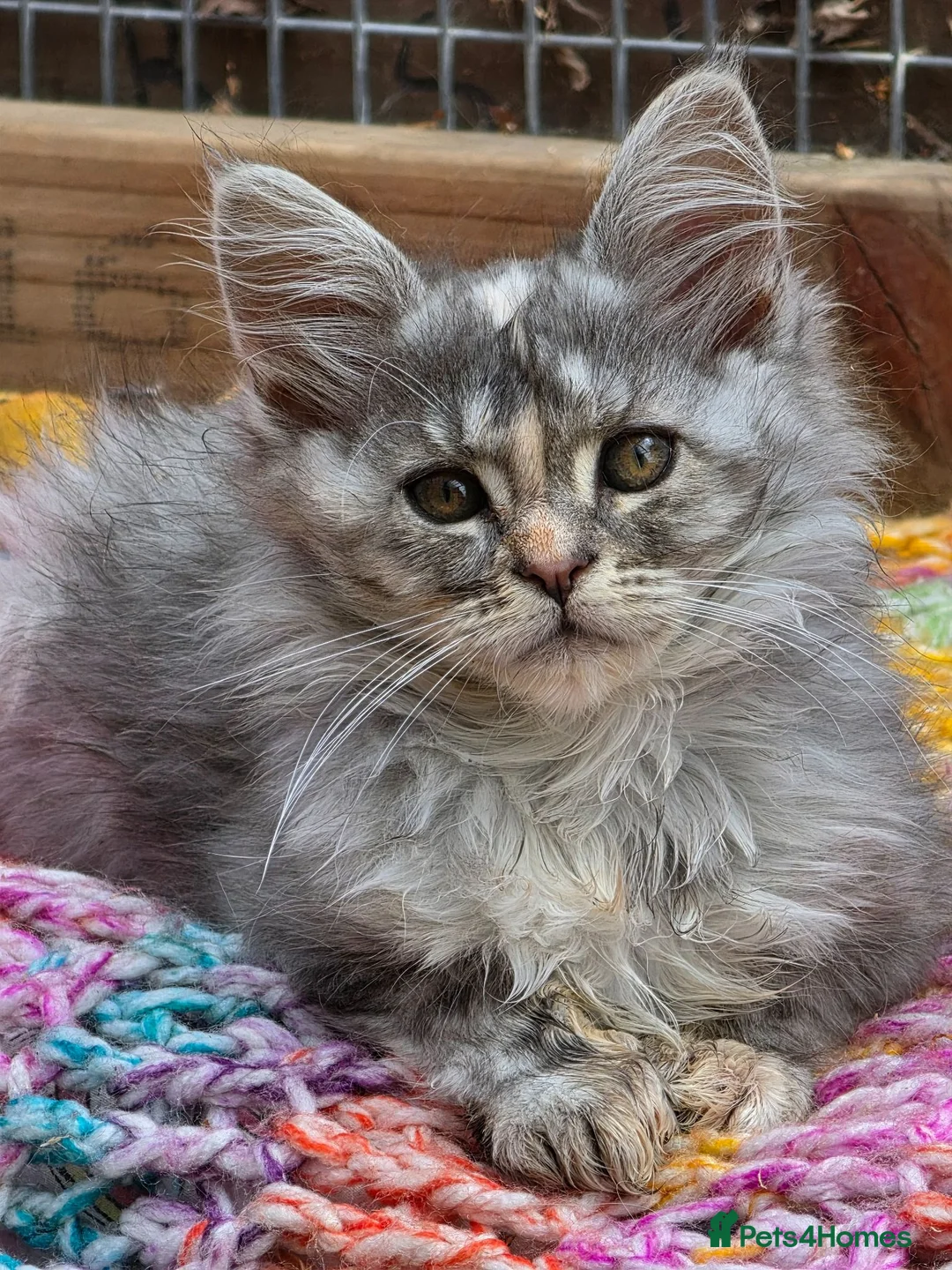 Maine Coon cats for sale: Maine Coon Kittens  - Advert 2