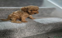 Cavapoo dogs for sale: Miniature F1B Cavapoo puppies 1 Left - Image 33