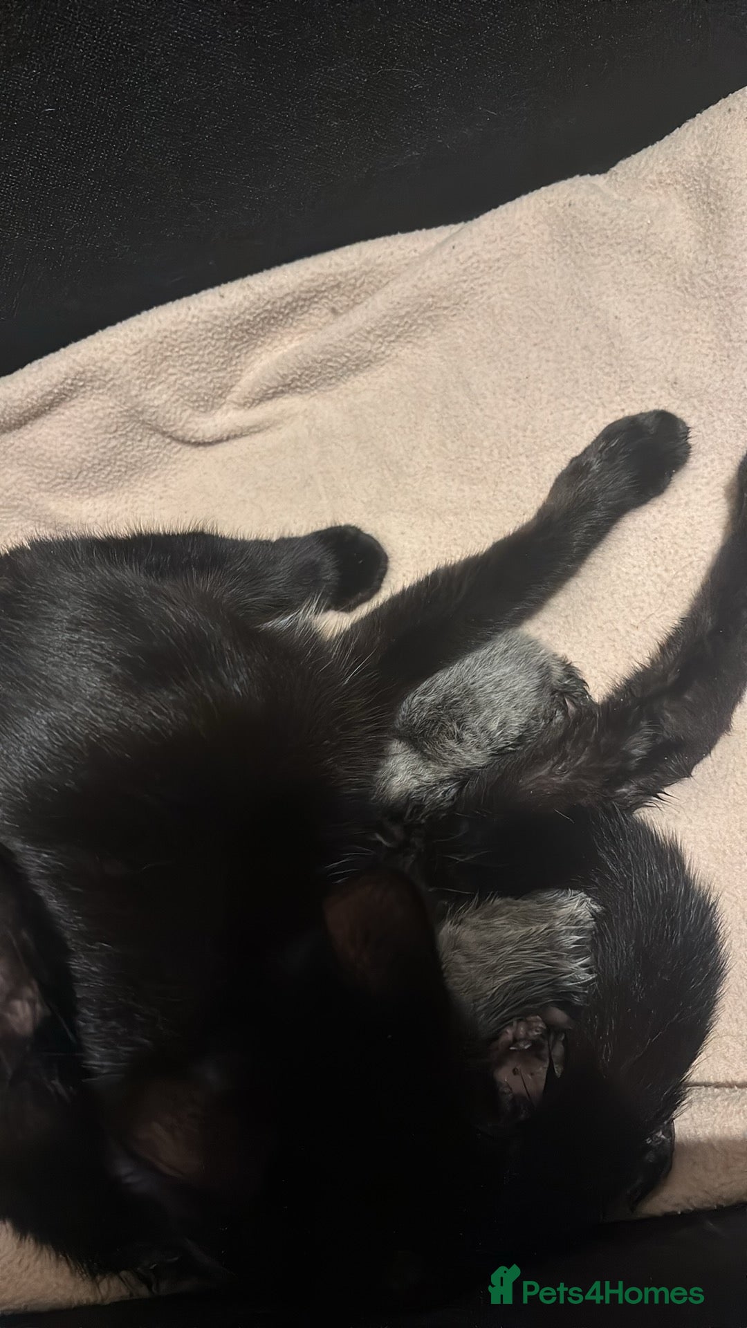 Mixed Breed cats Three kittens  - Advert 1