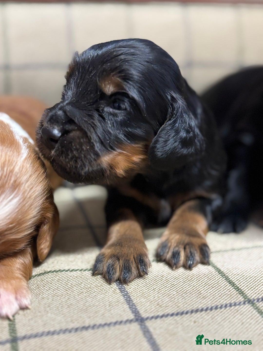 Cocker Spaniel dogs for sale: Gorgeous Cocker Spaniel Puppies  - Advert 8