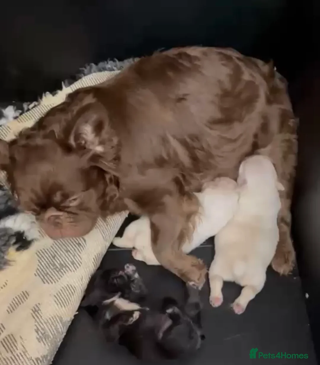 French Bulldog dogs for sale: *Health tested French bulldogs* - Advert 2