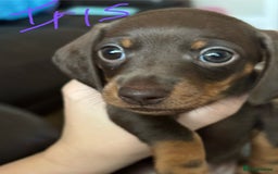 Miniature Dachshund dogs for sale: Extensively health tested Miniature dachshund  - Advert 5