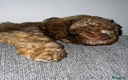 Cockapoo dogs for sale: Berdoodle 11 weeksold FULLY VACCINATED  - Image 17