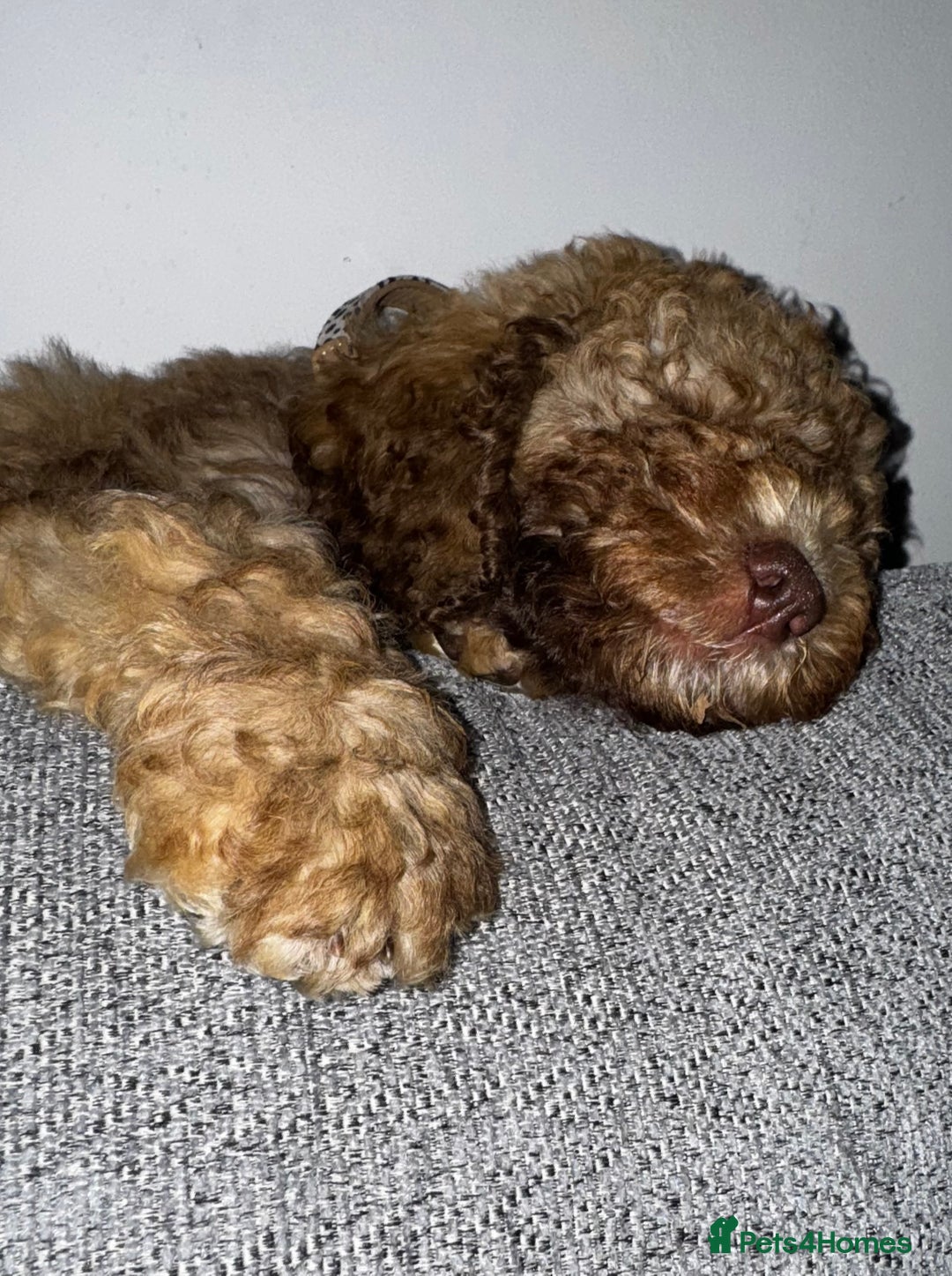 Cockapoo dogs for sale: Berdoodle 11 weeksold FULLY VACCINATED  - Image 17