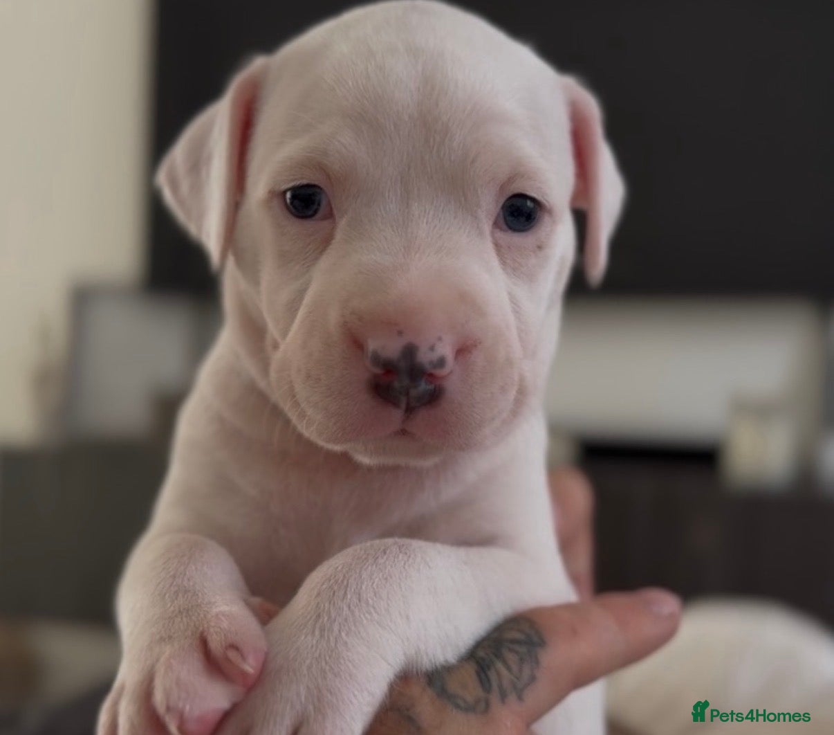 Mixed Breed dogs Beautiful American Bully x Staffy Puppies - Advert 1