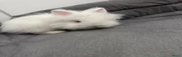 Lionhead rabbits for sale: 2 baby rabbits ready to go  in Heywood - Advert 7