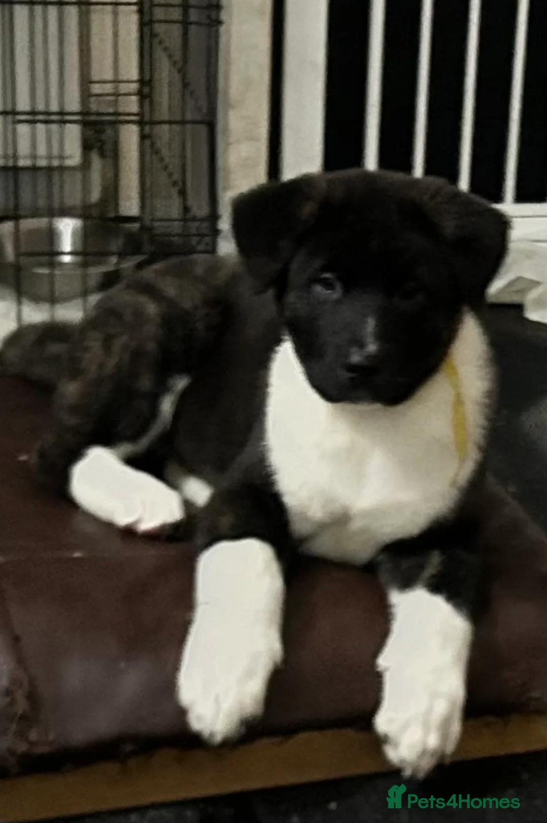 Akita dogs for sale: American Akita Puppy - Advert 7