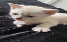 Scottish Fold cats for sale: Stunning Scottish fold kittens  - Image 8