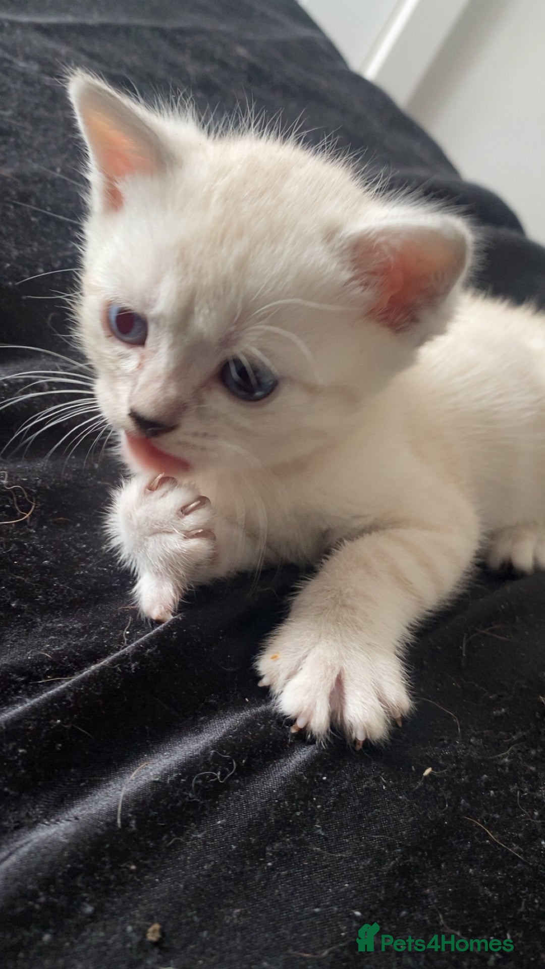 Scottish Fold cats for sale: Stunning Scottish fold kittens  - Image 8