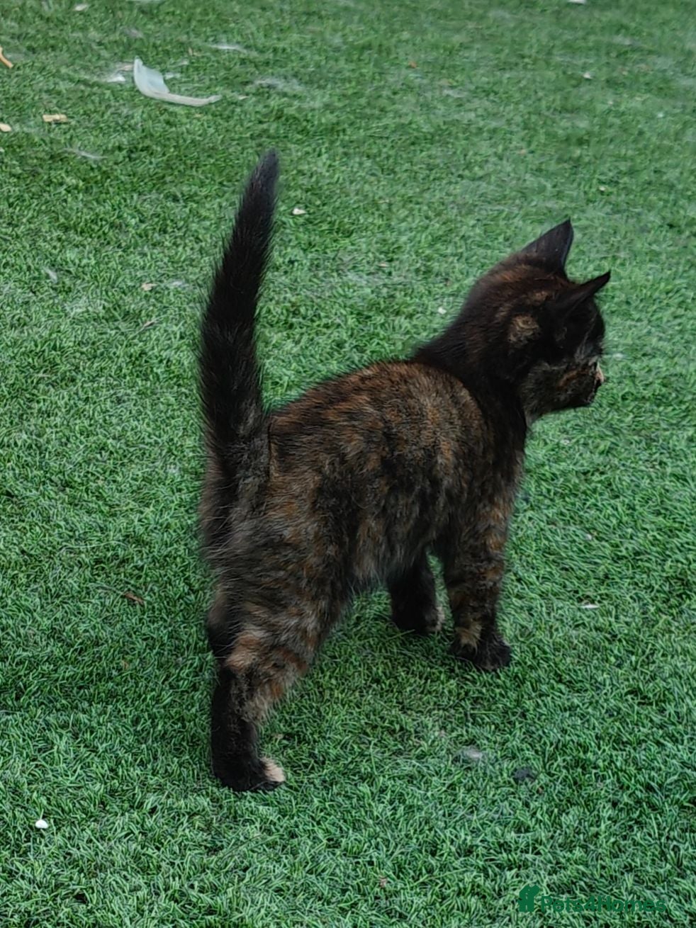 Mixed Breed cats ❤️Last 2 Ready to go Gorgeous kittens❤️ - Advert 1
