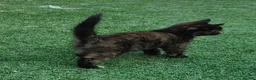 Mixed Breed cats for sale: ❤️Last 2 Ready to go Gorgeous kittens❤️ - Advert 1