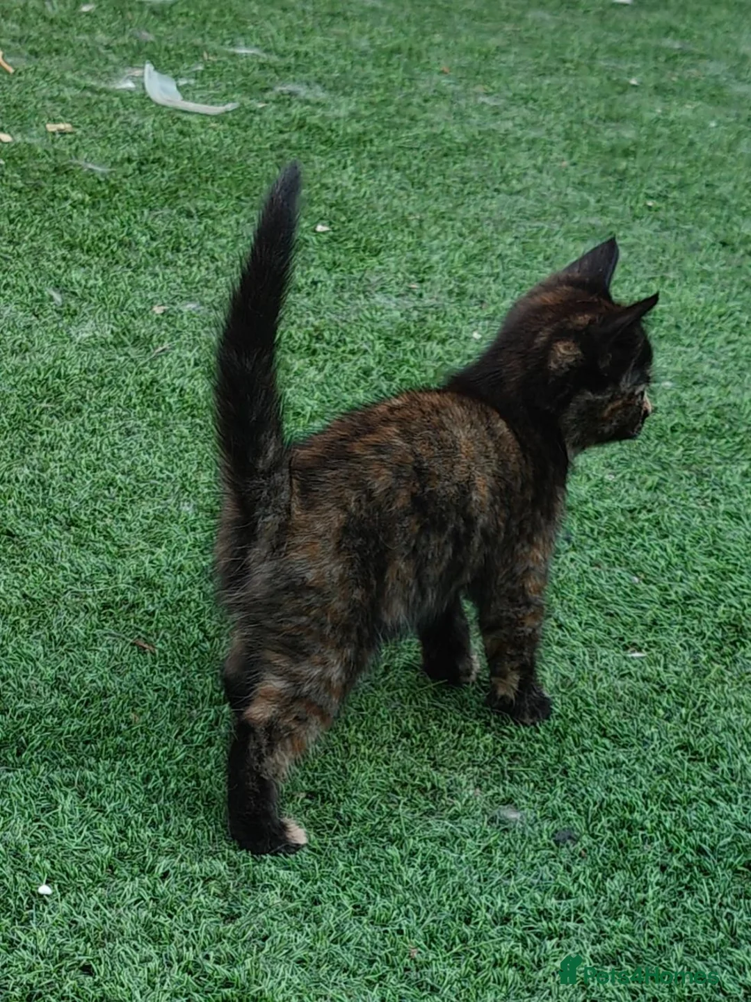 Mixed Breed cats for sale: ❤️Last 2 Ready to go Gorgeous kittens❤️ - Advert 1
