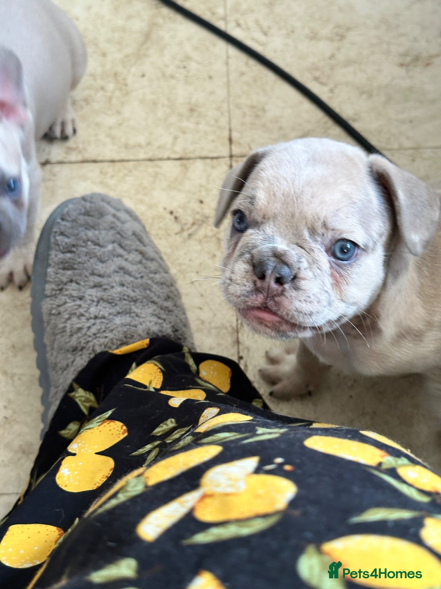 French Bulldog dogs Lilac Merle Boy - Advert 16